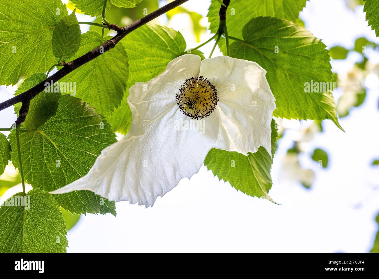 l'arbre à mouchoir est un arbre à feuilles caduques de taille moyenne avec des feuilles vert vif, largement ovées, jusqu'à 15cm de longueur. Banque D'Images