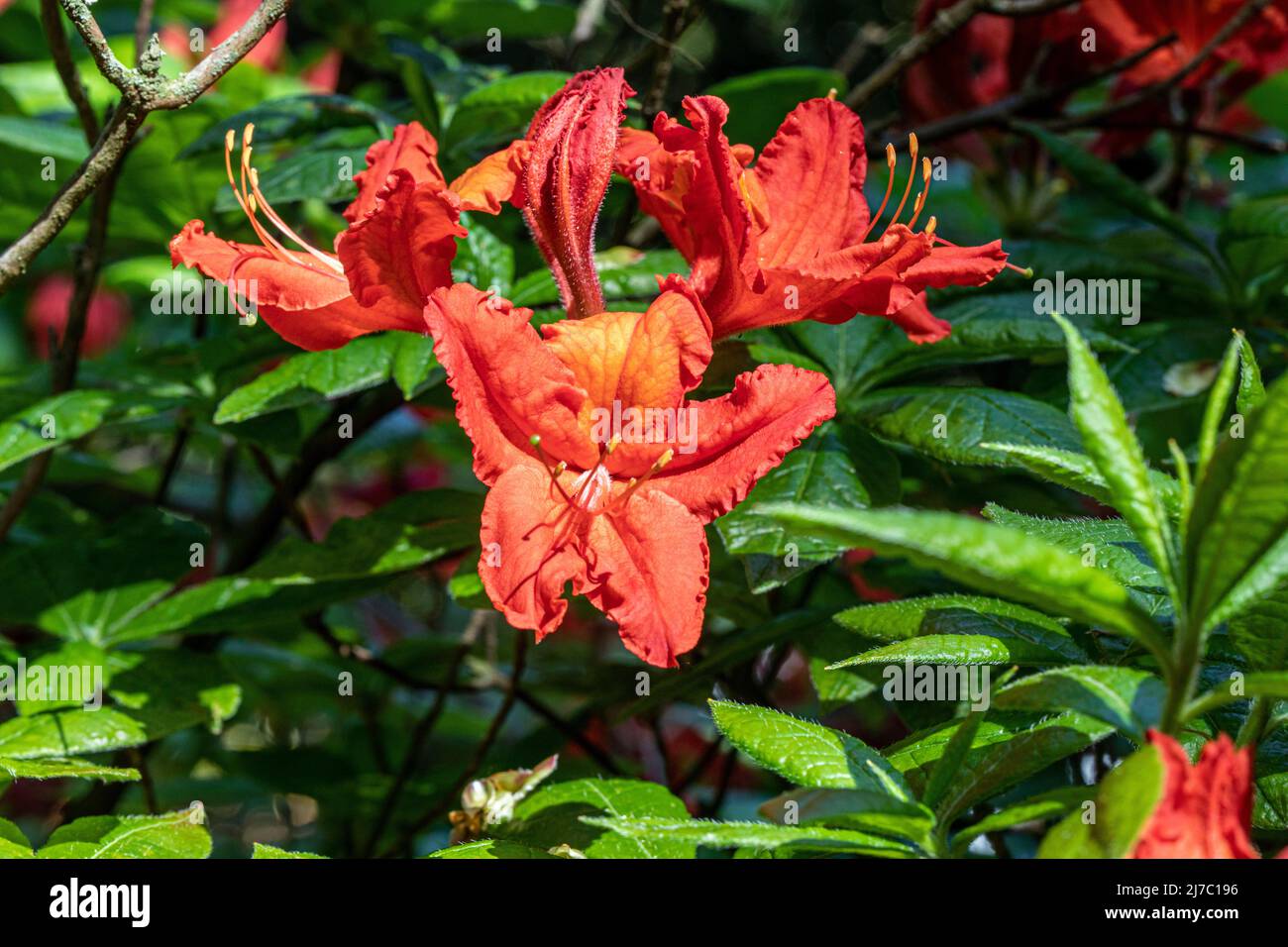 Les azalées sont des arbustes à fleurs vivaces, portant des fleurs de mars à juin (selon la variété). Banque D'Images