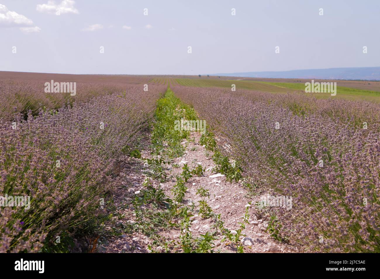 Des rangées de lavande s'étendant au-delà de l'horizon à la fin de la saison de floraison Banque D'Images