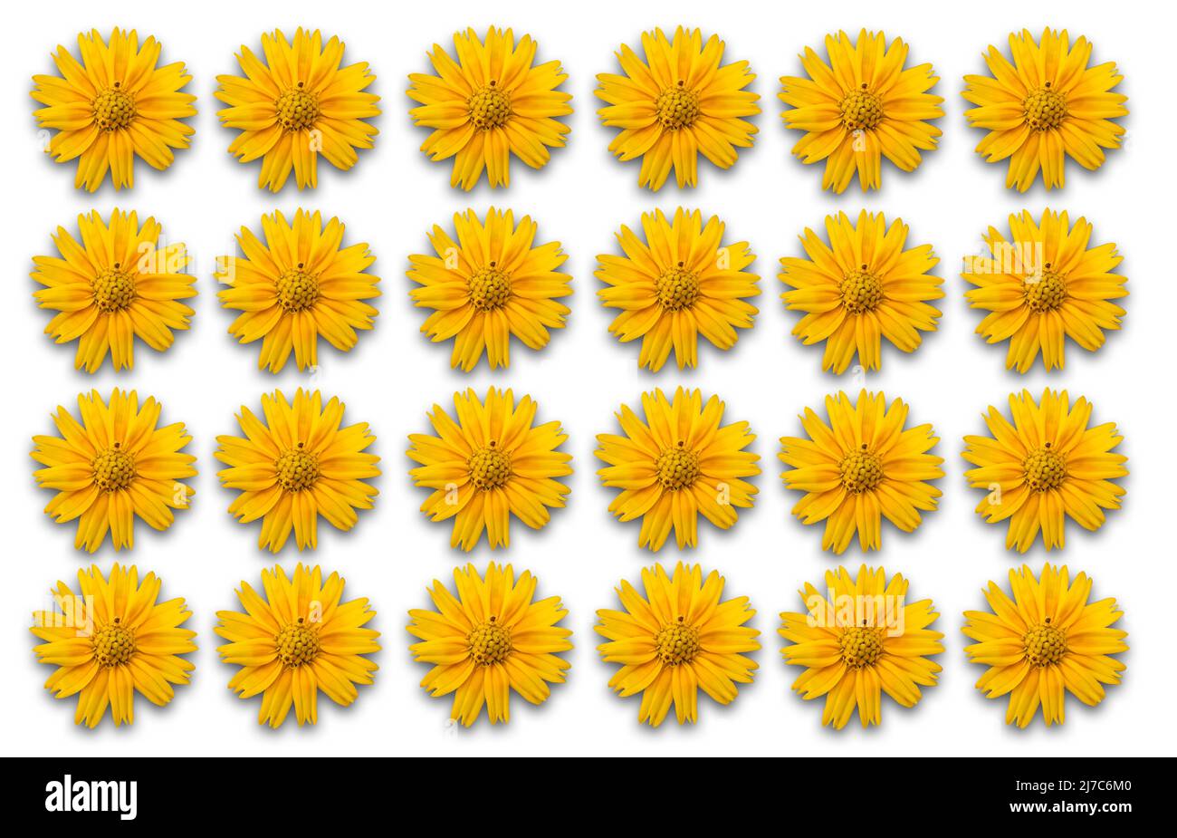 Motif de fleurs jaunes isolé sur fond blanc Banque D'Images