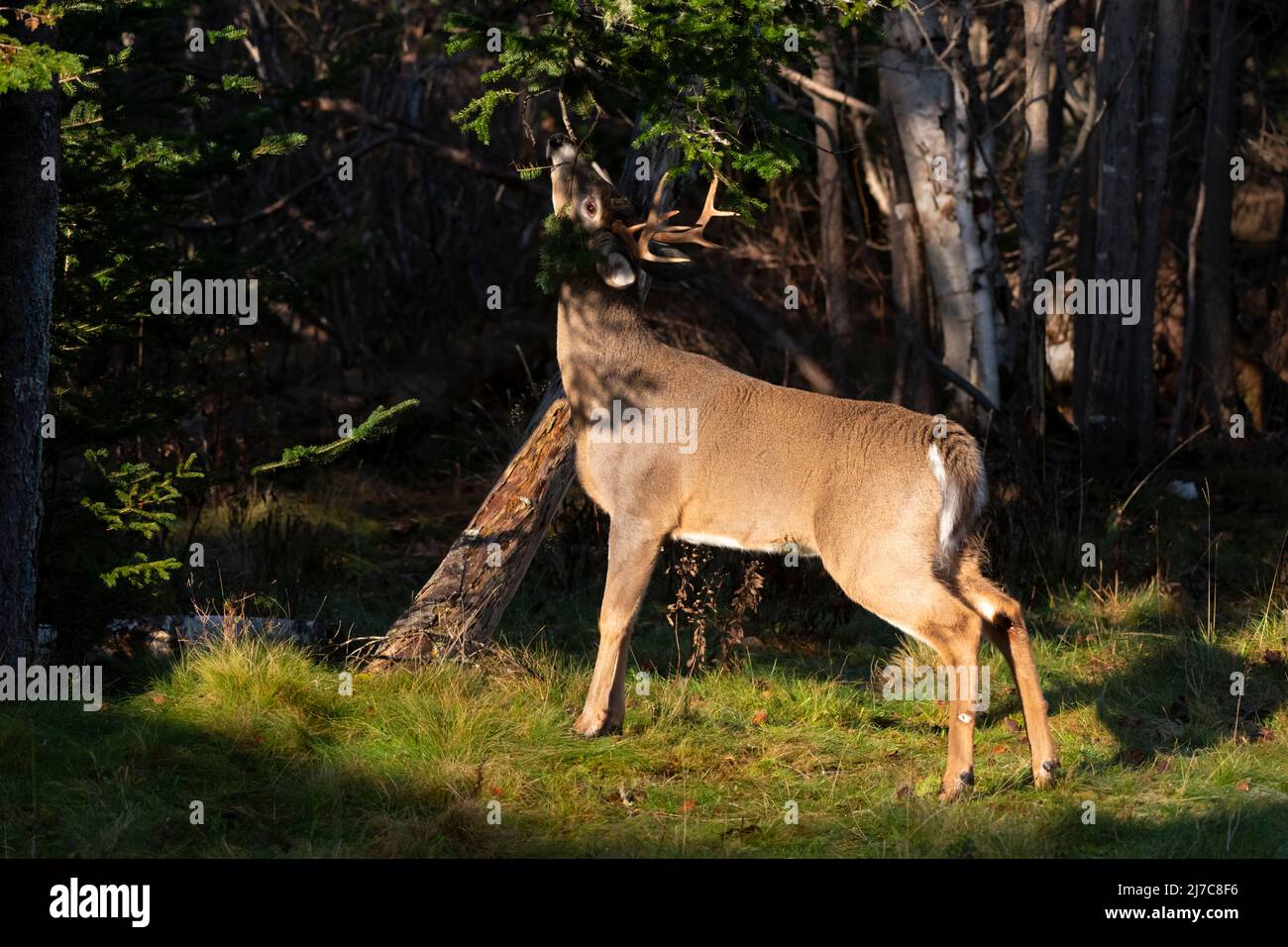 Cerf de Virginie (Odocoileus virginianus). Buck mûr au bord d'un étang de castors. Parc national Acadia, Maine, États-Unis. Banque D'Images