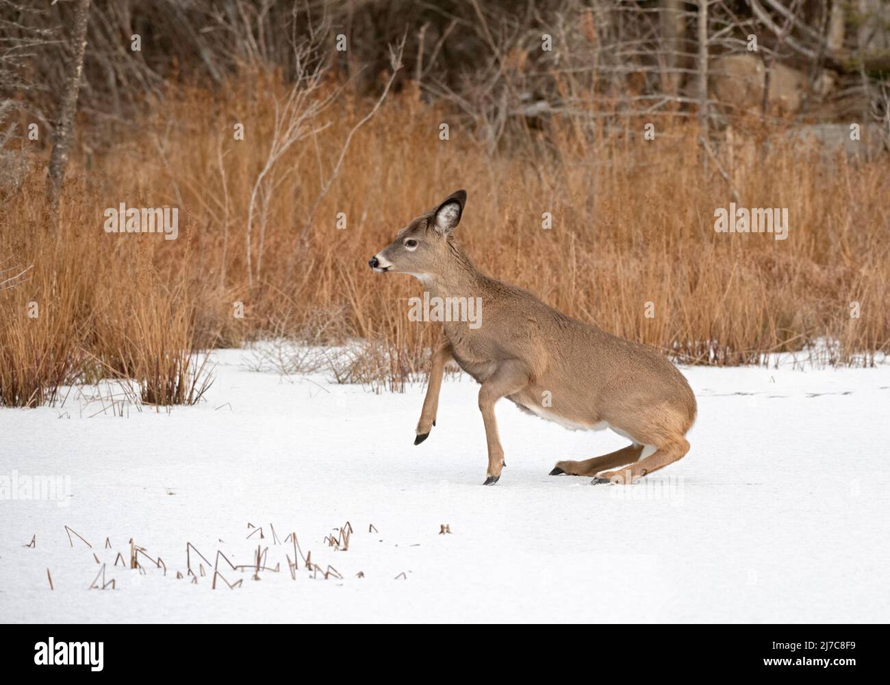 Le cerf de Virginie (Odocoileus virginianus). L'Acadia National Park, Maine, USA. Banque D'Images