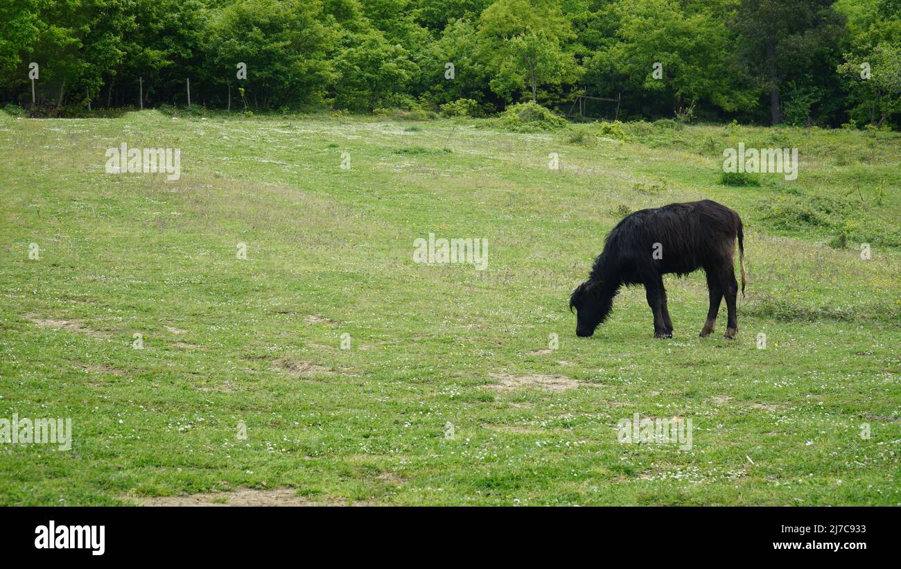 La vache noire broutage dans le grand pré. Fond de vache manger paisiblement de l'herbe dans la nature sauvage. Banque D'Images