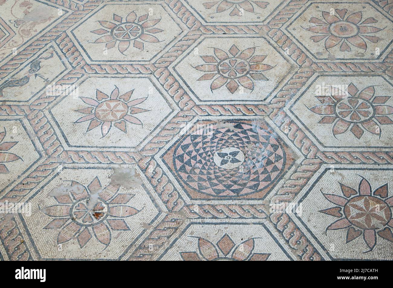 Ancienne mosaïque romaine de plancher avec scène mythologique, appelée la punition de Dirce, trouvée à Pula, Croatie Banque D'Images