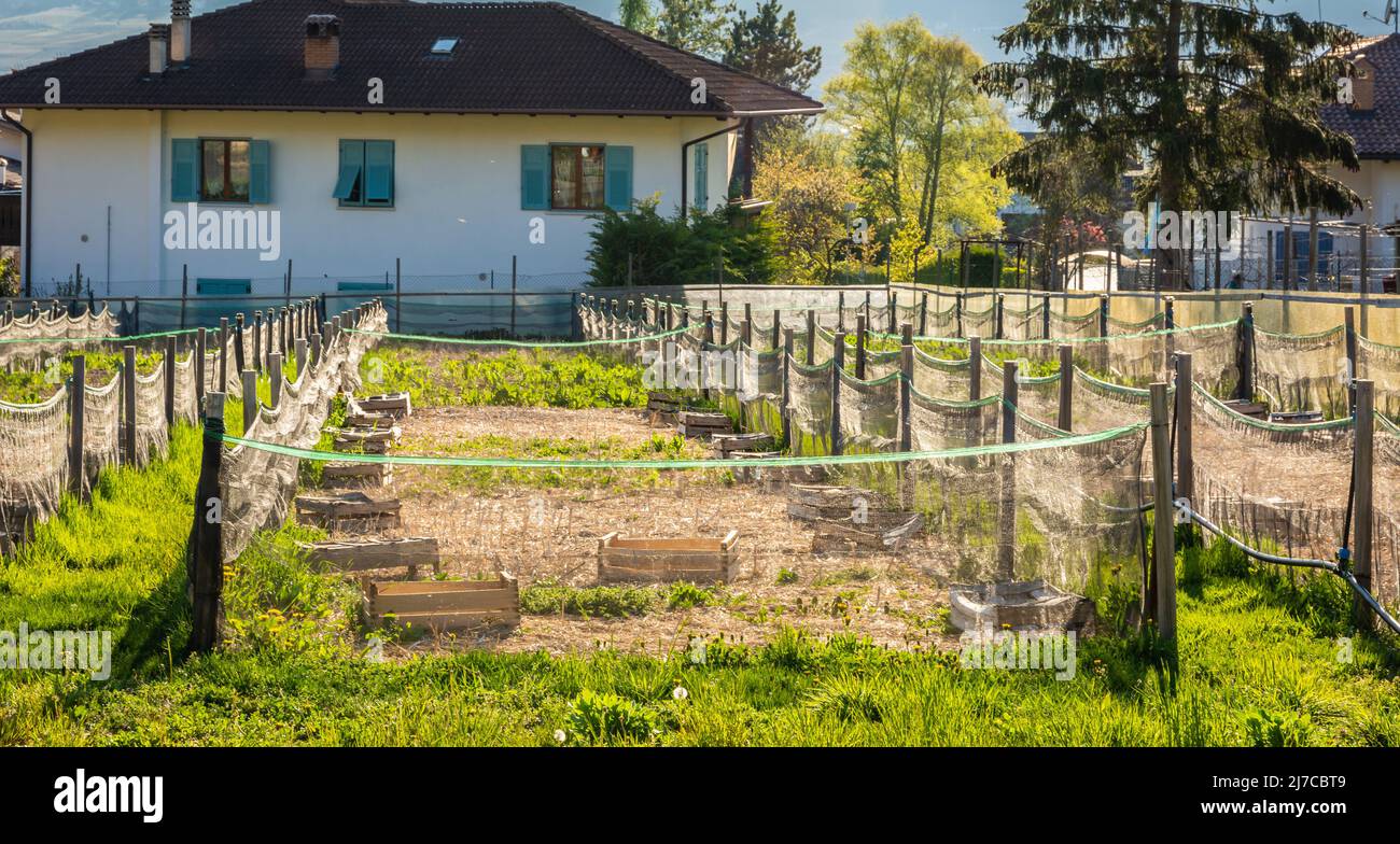 Agriculture biologique, élevage d'escargots, escargots comestibles sur des panneaux d'escargots en bois. Production d'escargots.province de Trento, nord de l'italie Banque D'Images