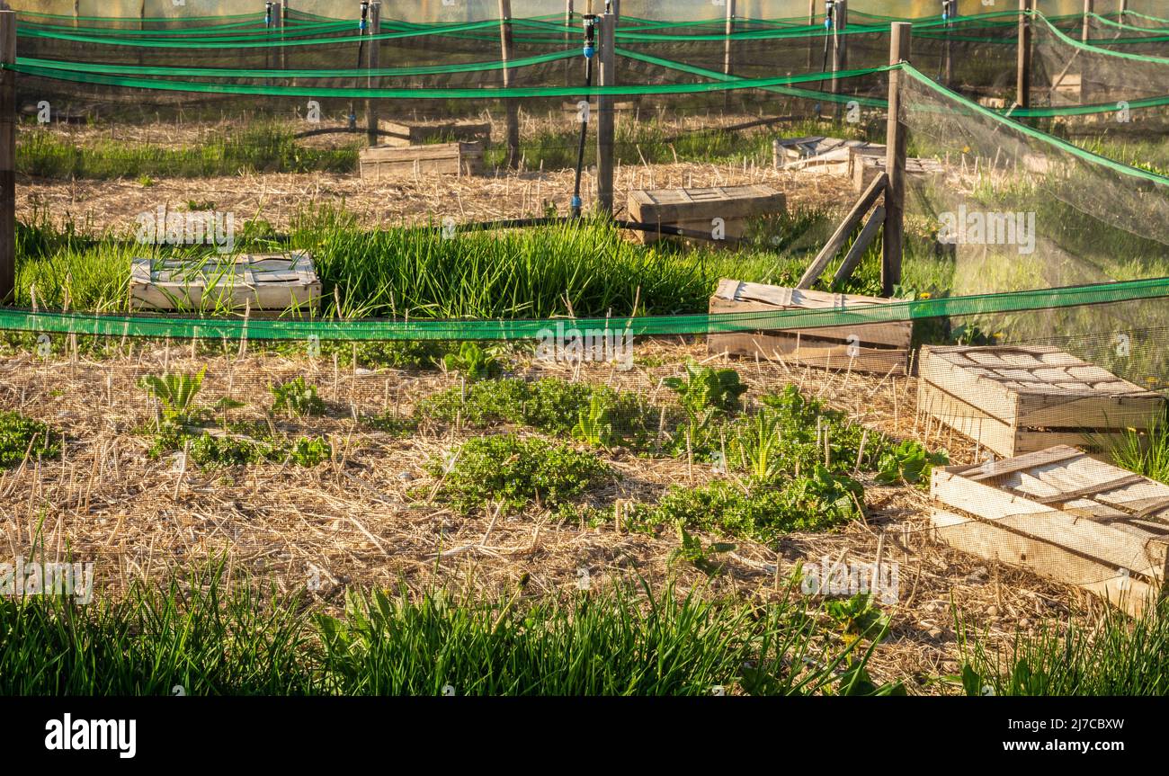 Agriculture biologique, élevage d'escargots, escargots comestibles sur des panneaux d'escargots en bois. Production d'escargots.province de Trento, nord de l'italie Banque D'Images