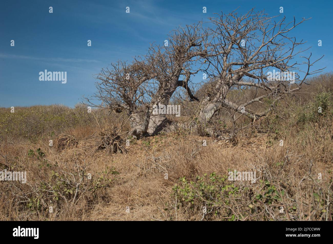 Arbre de baobab nain Adansonia digitata. Île Sarpan. Parc national des Iles de la Madeleine. Dakar. Sénégal. Banque D'Images