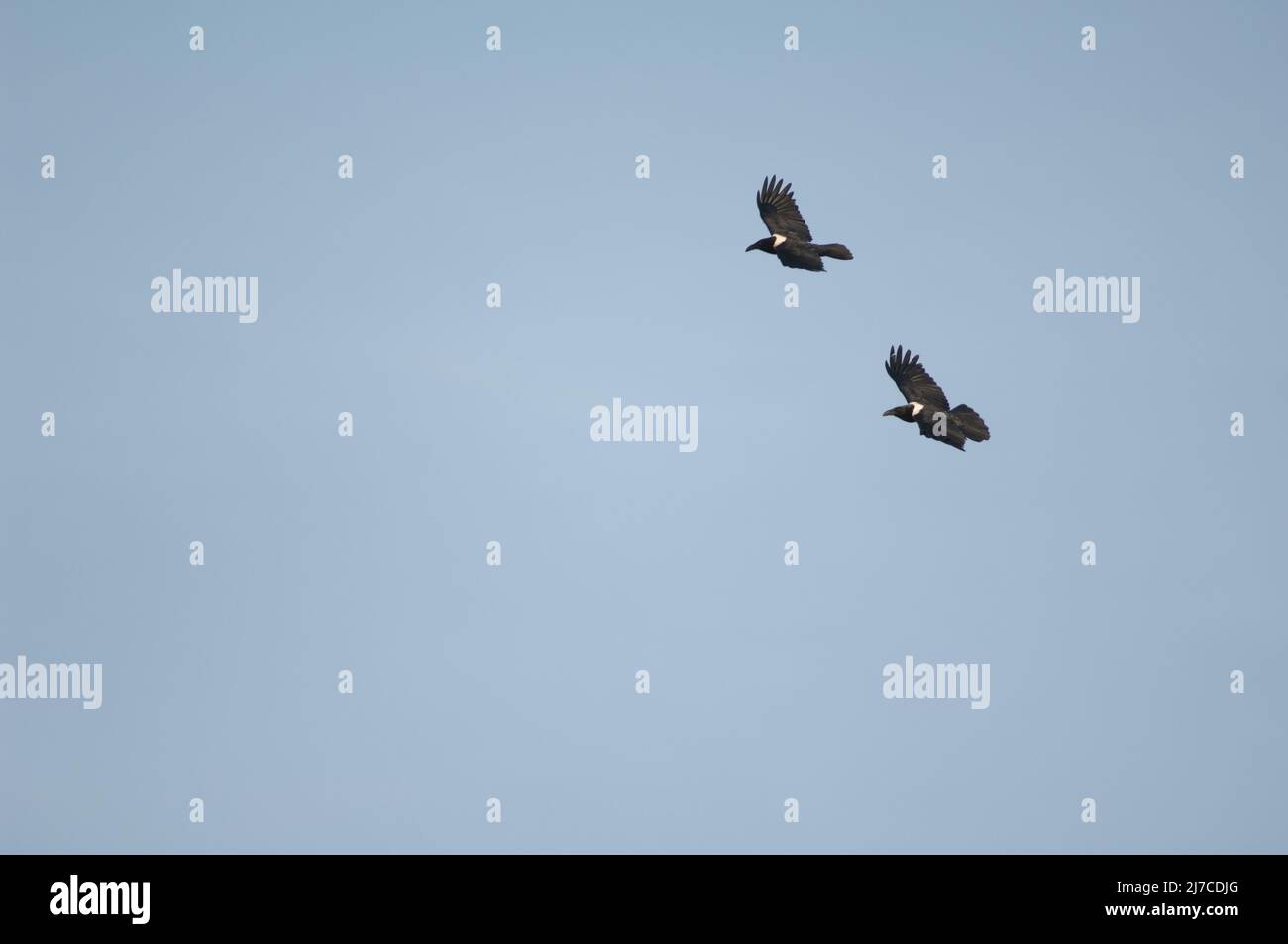 Pied corneilles Corvus albus en vol. Dakar. Sénégal. Banque D'Images