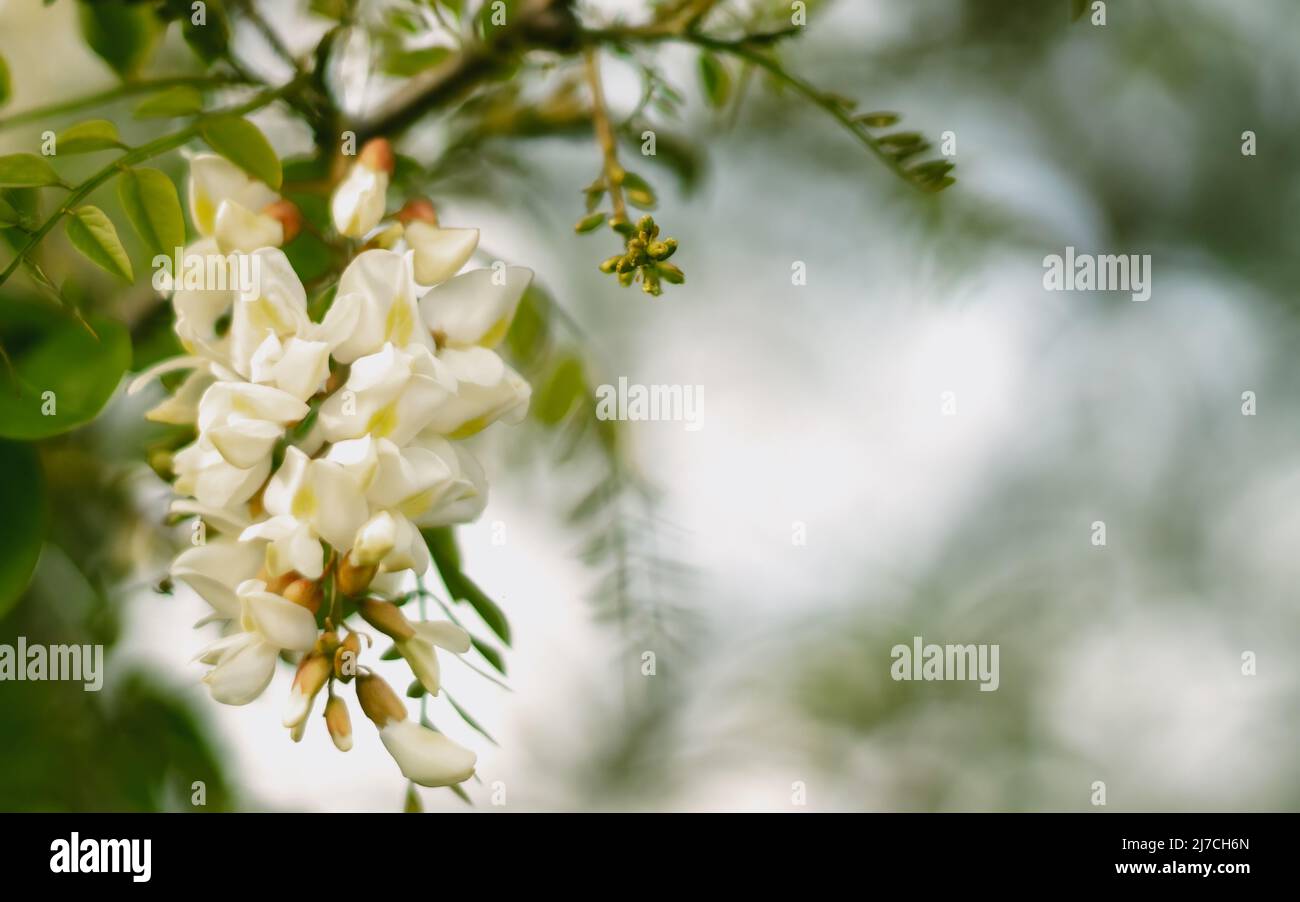 Gros plan sur les fleurs en acacia (Robinia pseudoacacia). Mise au point sélective et gros plan. Placer pour le texte. Banque D'Images