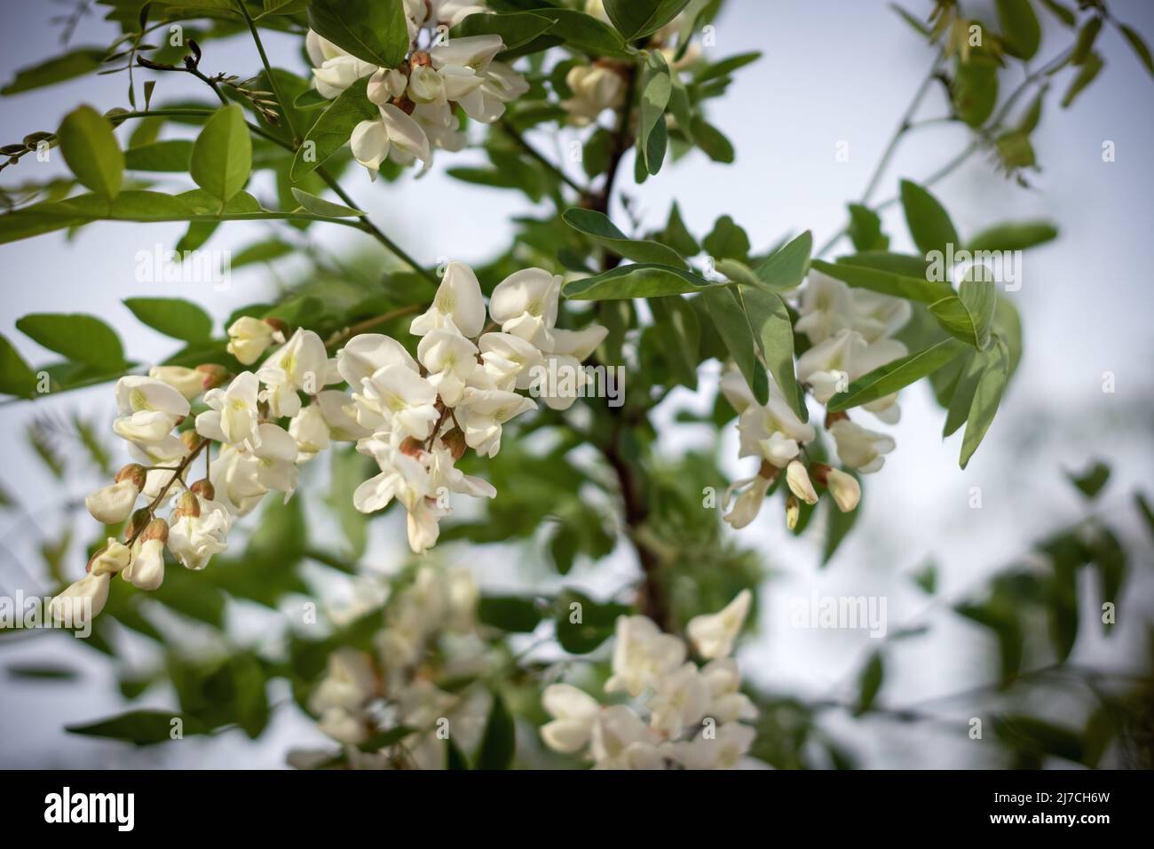 Gros plan sur les fleurs en acacia (Robinia pseudoacacia). Mise au point sélective et gros plan. Banque D'Images