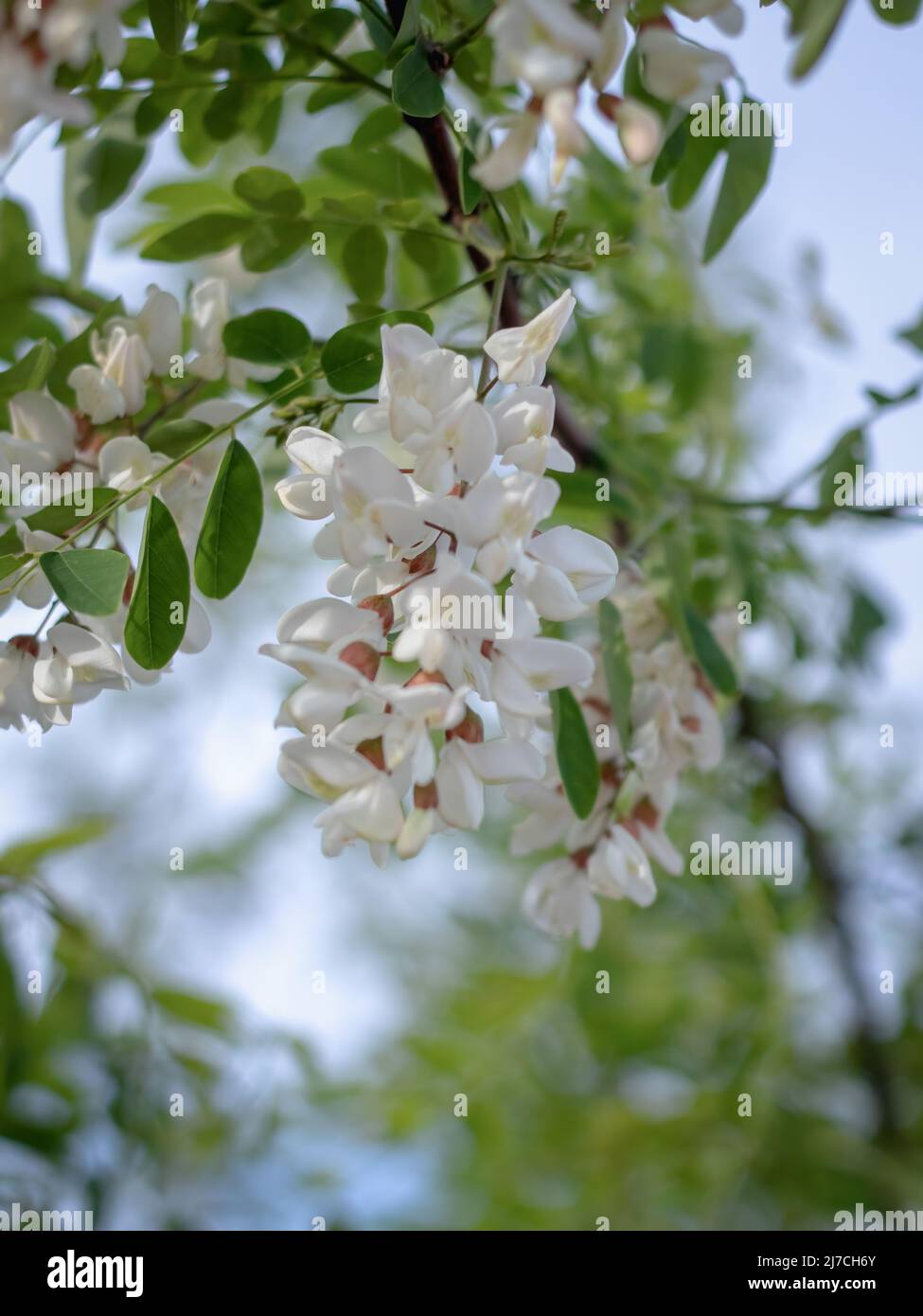 Gros plan sur les fleurs en acacia (Robinia pseudoacacia). Mise au point sélective et gros plan. Banque D'Images