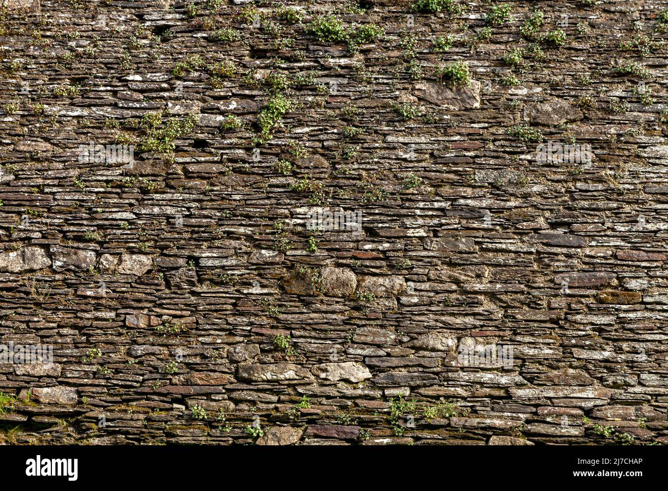 Mur de pierre avec mousse verte Banque D'Images