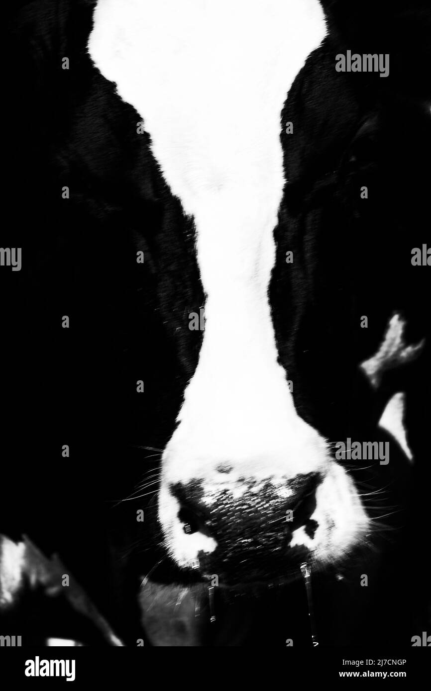 Tête de vache noire avec une bande blanche de la tête au nez Banque D'Images