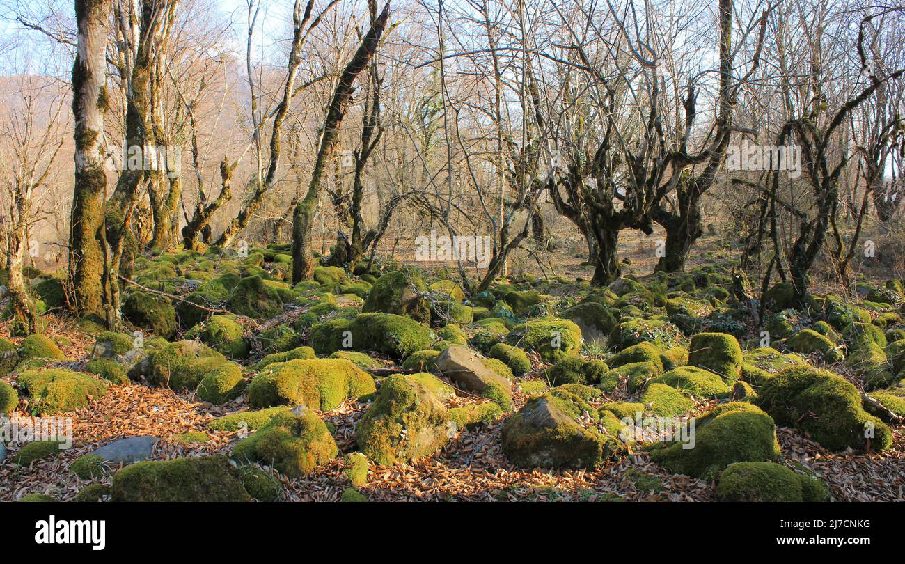 Rochers couverts de mousse verte dans la forêt. Banque D'Images