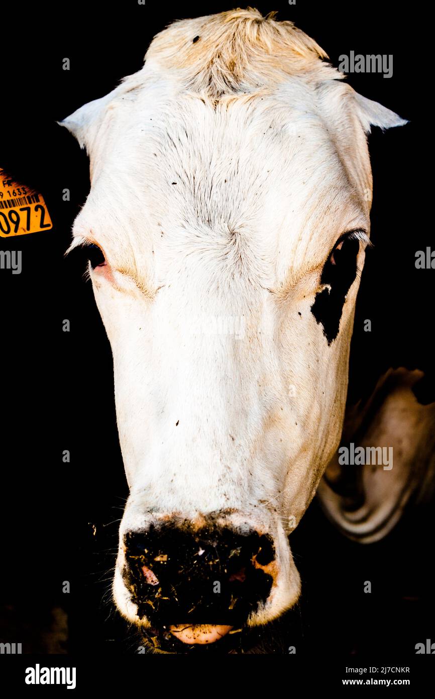 Tête blanche. Juste la tête d'une vache, une vache blanche dans cette vue abstraite de l'élevage laitier Banque D'Images