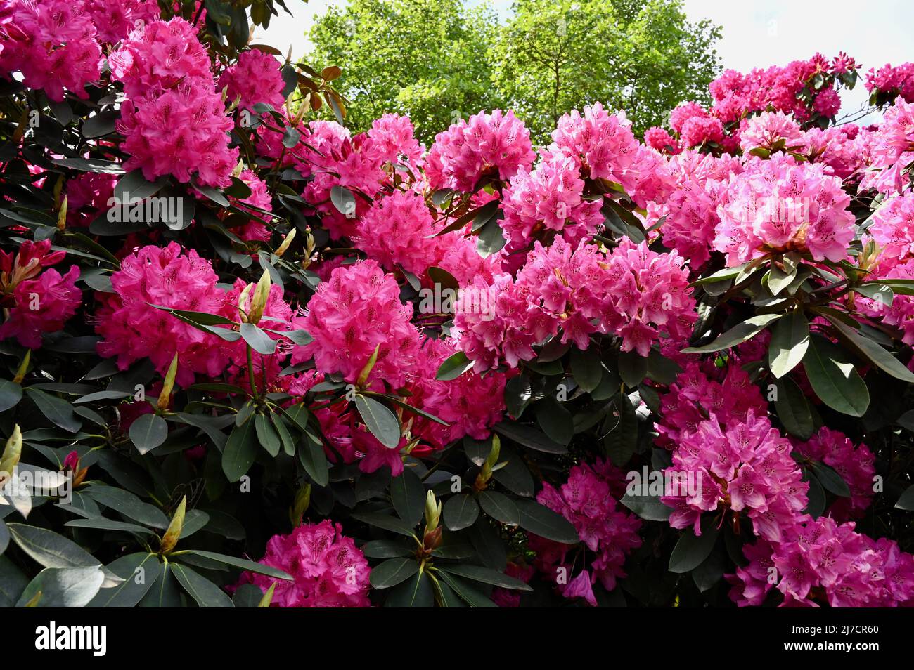 Rhododendrons, Kenwood House, Hampstead Heath, Londres. ROYAUME-UNI Banque D'Images