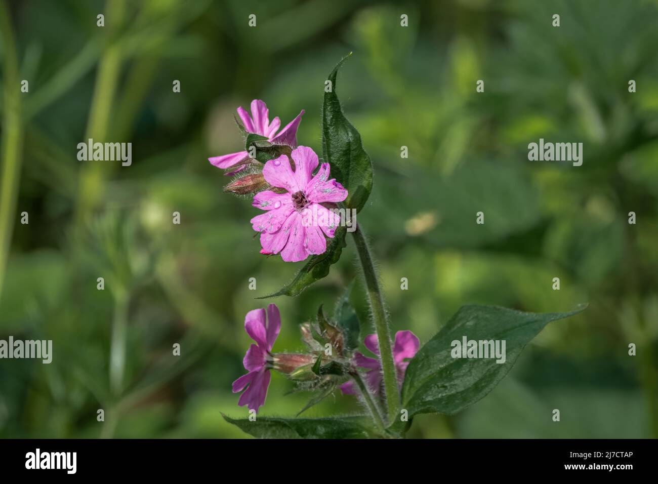 Belle fleur rose de la grue de hedgerow bill aslo connu sous le nom de mounland cranesbill (Geranium pyrenaicum) Banque D'Images