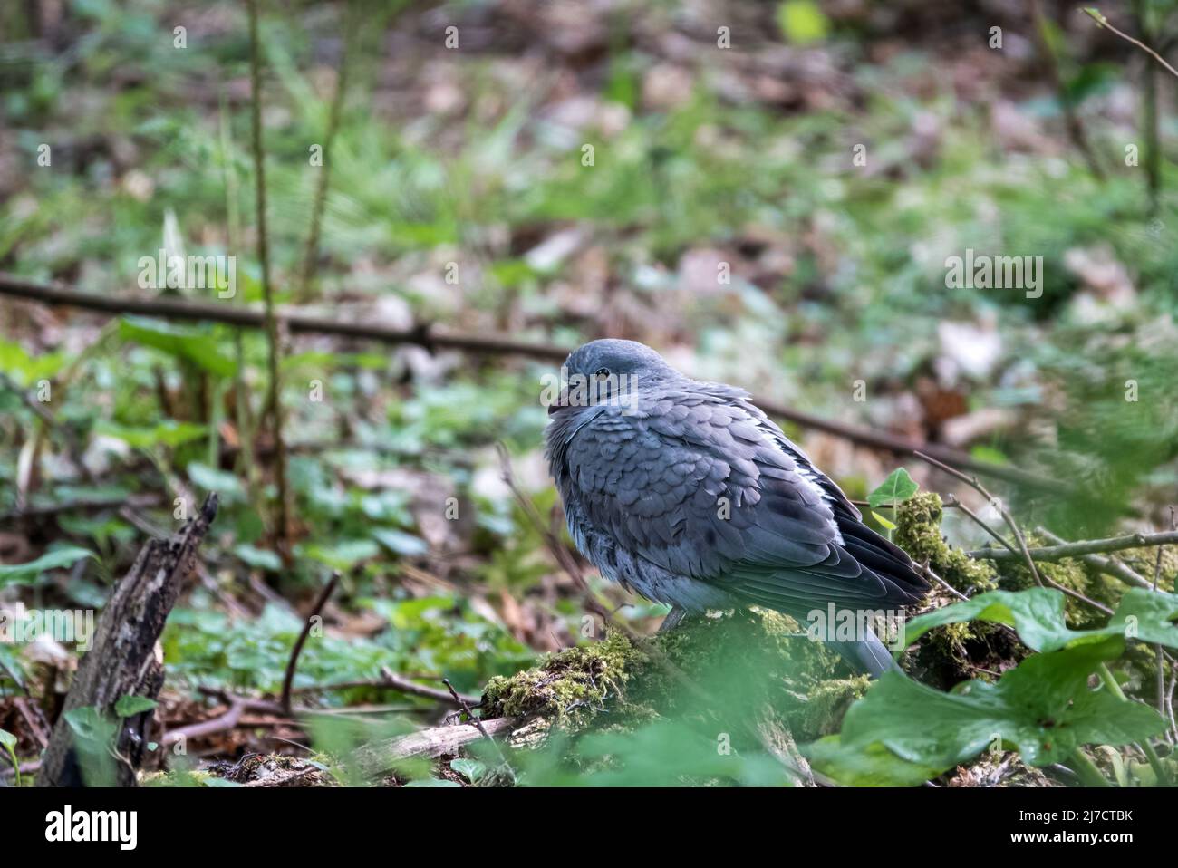 Une colombe juvénile (Columba oenas) séchant à partir d'un bain d'eau Banque D'Images