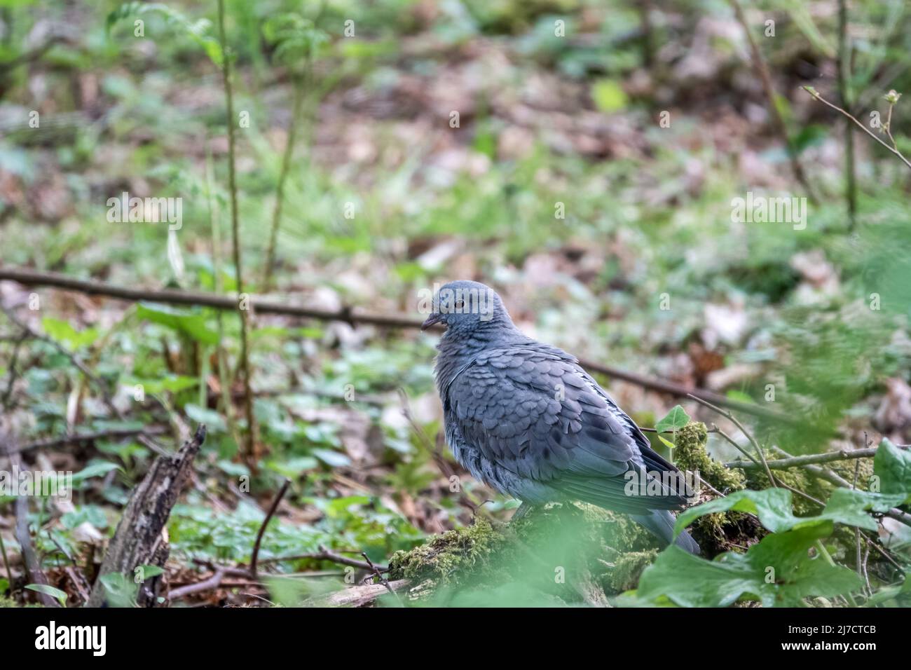 Une colombe juvénile (Columba oenas) séchant à partir d'un bain d'eau Banque D'Images