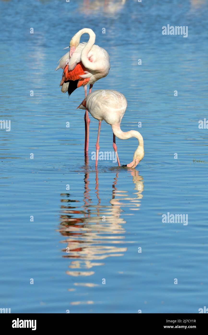 Flamangos (Phoenicopterus ruber) debout dans l'eau avec une grande réflexion, dans la Camargue est une région naturelle située au sud d'Arles en France Banque D'Images