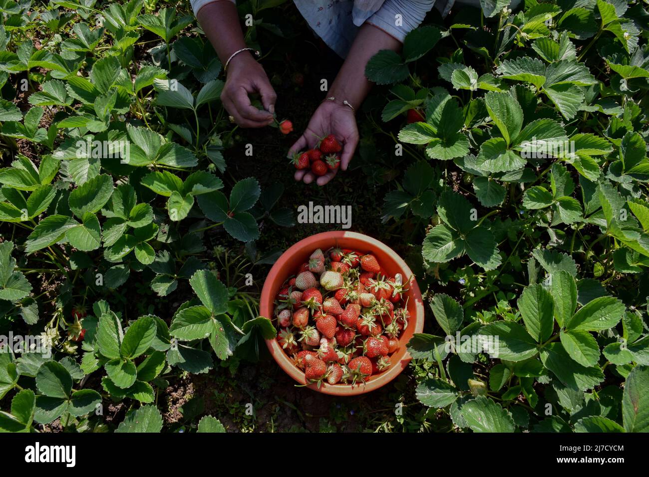 Un agriculteur cachemiri récolte des fraises dans un champ pendant une journée ensoleillée d'été à Srinagar. On s'attend à ce que les fraises atteignent le marché d'ici la mi-mois. Après les six mois d'hiver rigoureux au Cachemire, les fraises sont récoltées en premier parmi les fruits. Selon le département de l'horticulture, 86 hectares de terres sont en culture de fraises dans la région qui donne un produit annuel de 1290 tonnes métriques de fruits. (Photo de Saqib Majeed / SOPA Images / Sipa USA) Banque D'Images