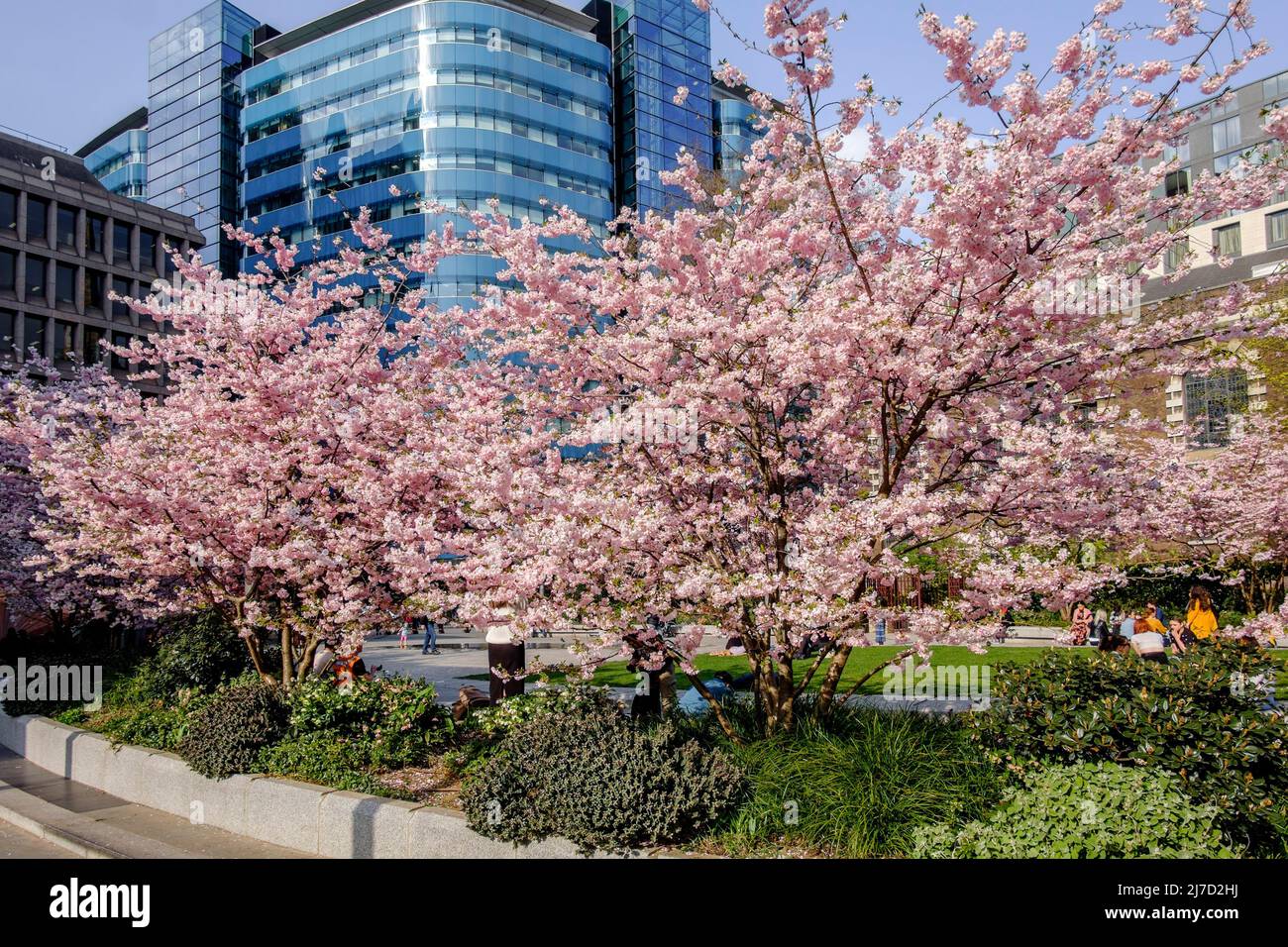 Printemps fleurir sur les arbres dans la City de Londres, Royaume-Uni. Banque D'Images