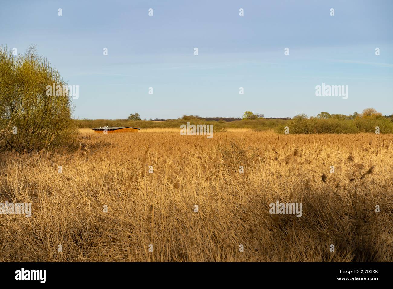 Paysage naturel avec des herbes sèches et un arbre. Le ciel bleu est doux dans ce paysage tranquille. Une maison en bois est dans le champ. Plantes de couleur dorée. Banque D'Images