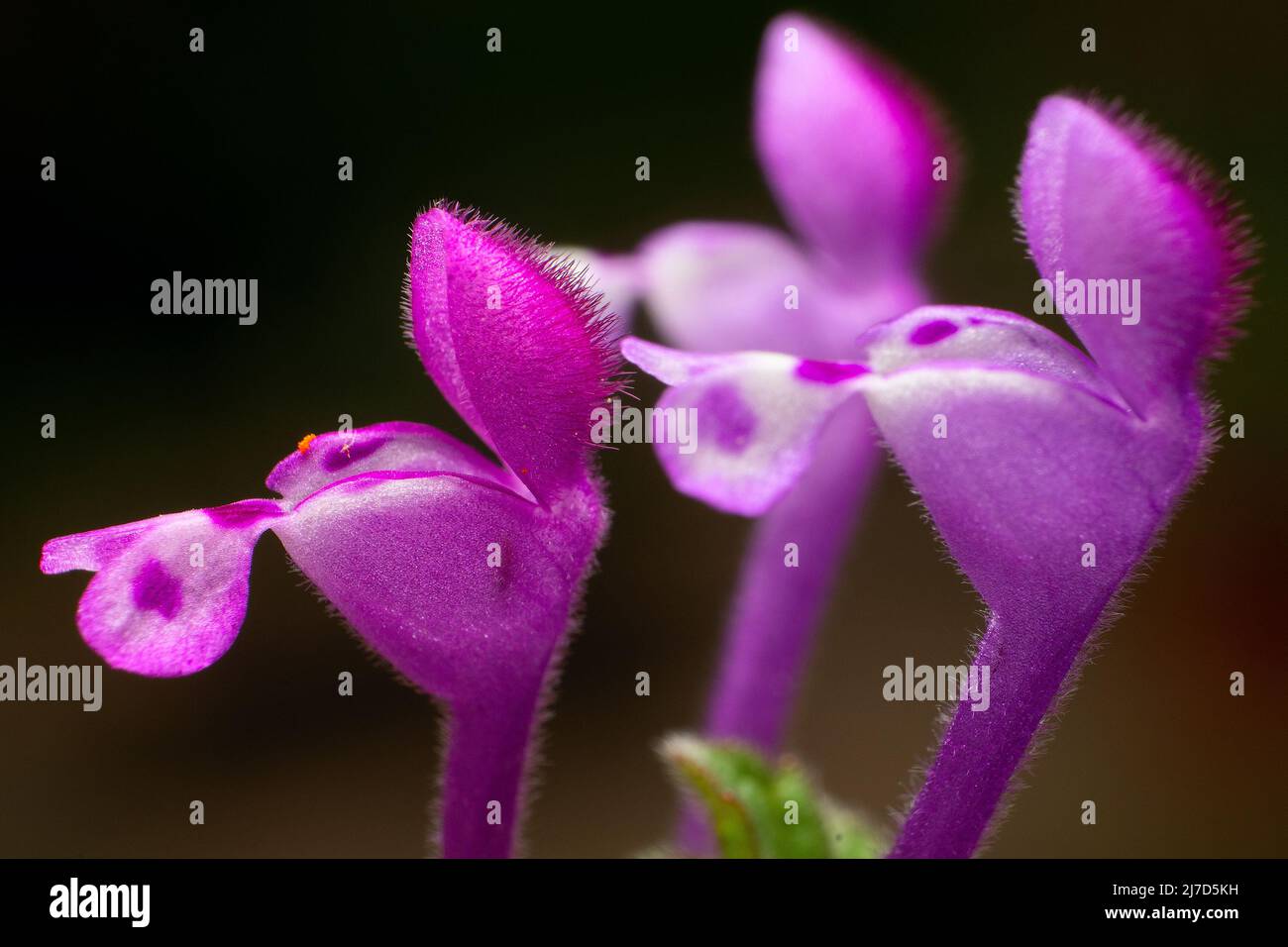 Lamium maculatum Banque D'Images