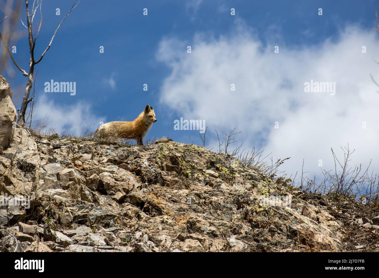 Un renard donne sur le paysage près d'un sentier de randonnée dans les montagnes Rocheuses du Colorado Banque D'Images