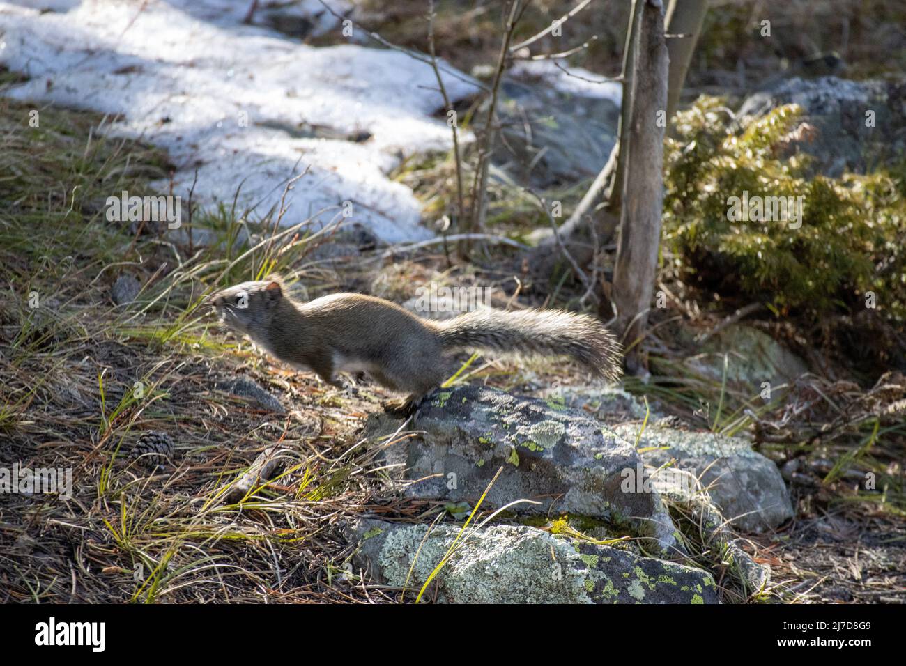 Un écureuil saute d'un rocher dans les montagnes Rocheuses du Colorado Banque D'Images