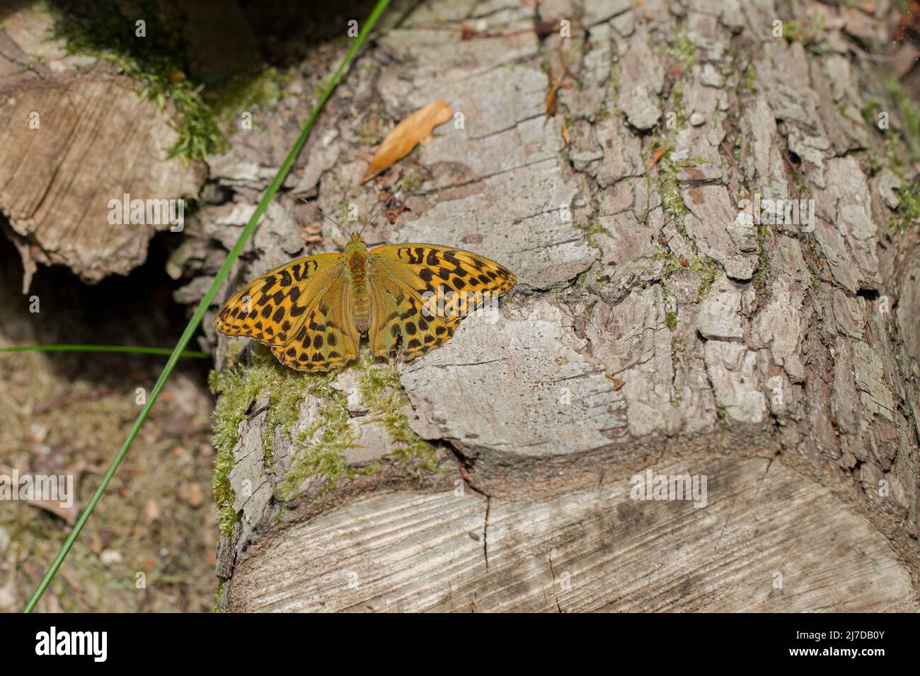 Femelle papillon fritillaire lavé à l'argent (Argynnis paphia) dans les bois, Hertfordshire, Essex Banque D'Images