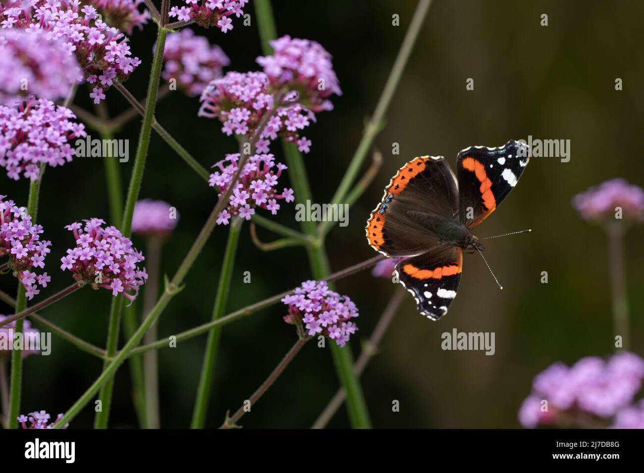 Red Admiral Butterfly (Vanessa atalanta) sur les fleurs de Verbena bonariensis à Hertfordshire, Royaume-Uni Banque D'Images