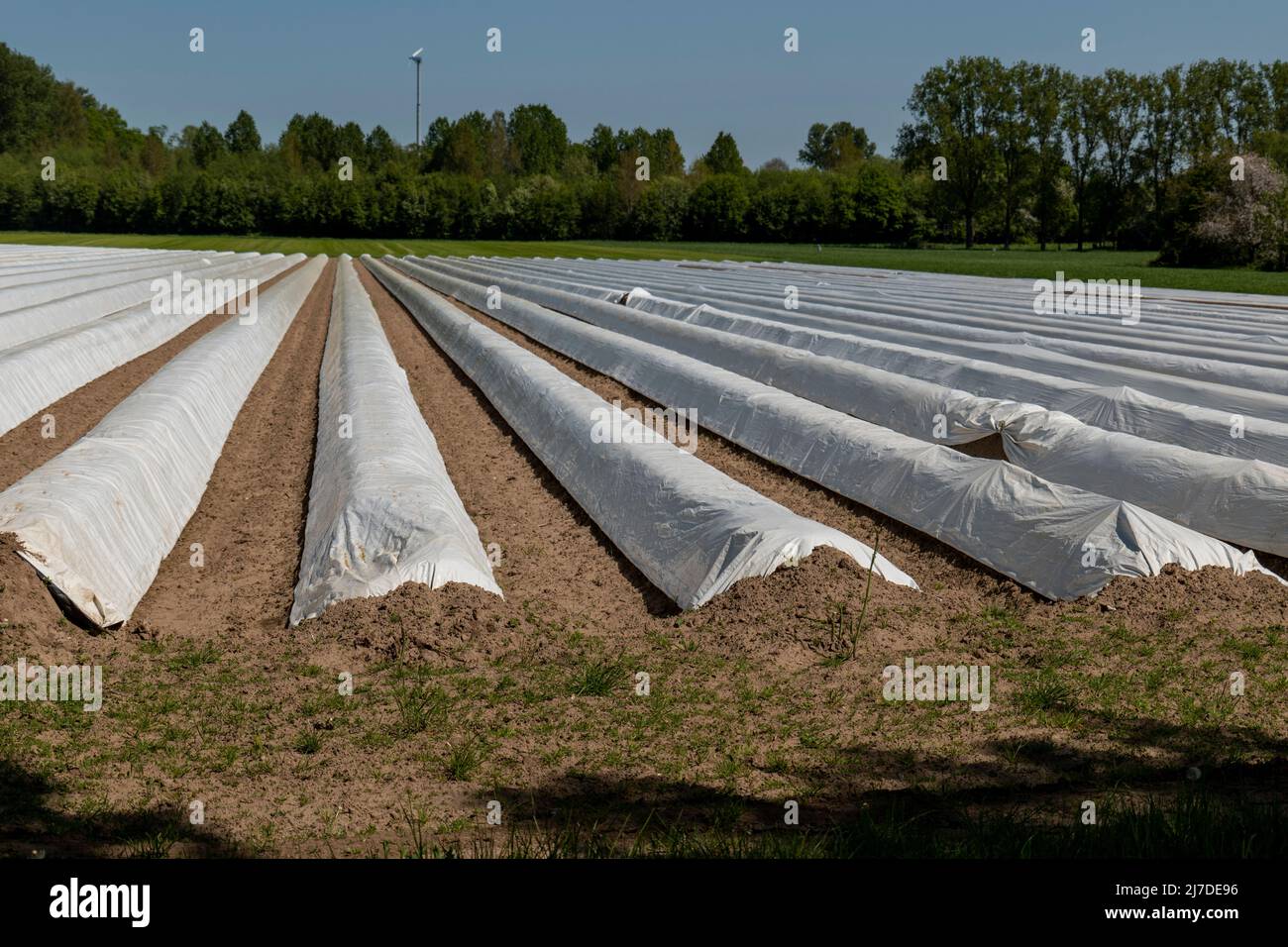 Champ d'asperges blanches avec couvercle en plastique blanc nouveau Petershagen en Allemagne. Banque D'Images