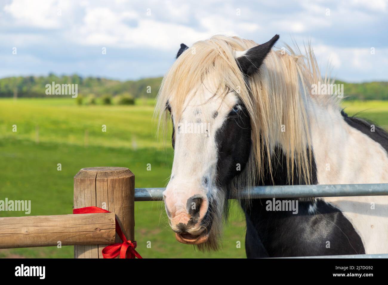 Portrait de cheval noir et blanc, vue sur une porte de ferme Banque D'Images
