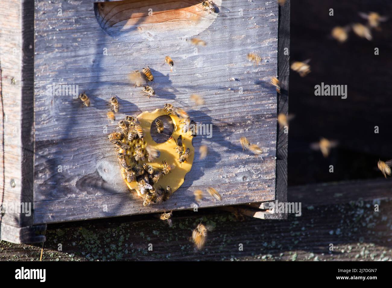 Les abeilles actives travaillent dur pour produire du miel frais et biologique dans leur ruche en Autriche Banque D'Images