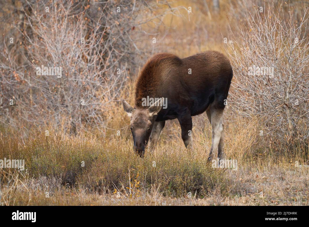 Un veau d'orignal mâle qui broutage vers la fin de la matinée, un jour d'automne frais, dans le parc national de Grand Teton. Banque D'Images