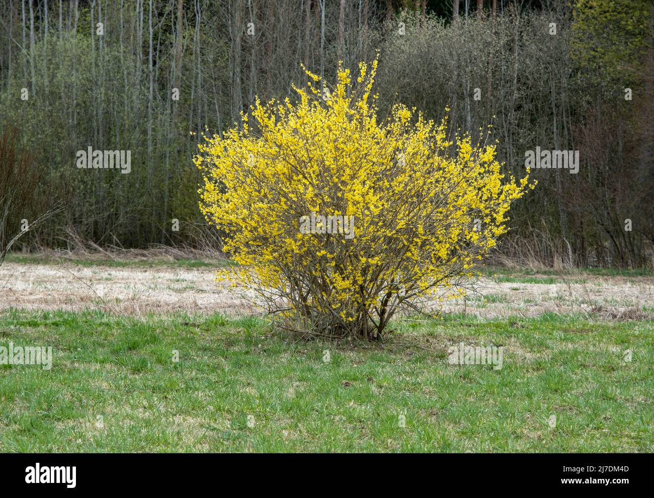 Arbuste forsythia avec de belles fleurs jaunes près de la forêt. Banque D'Images