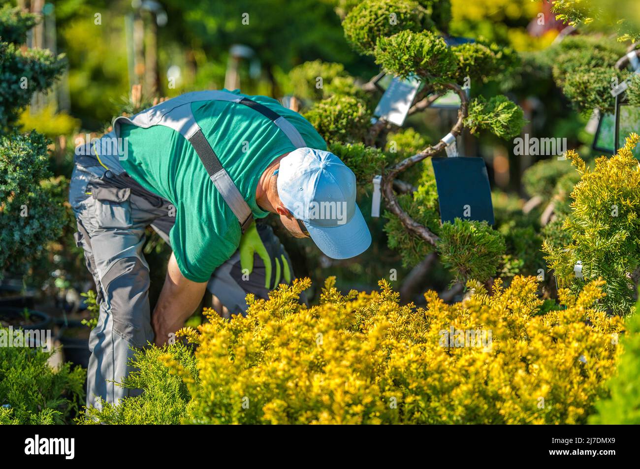 Travailleur de l'aménagement paysager caucasien choisissant les bonnes plantes pour son projet actuel de jardin résidentiel. Magasins de jardin. Banque D'Images