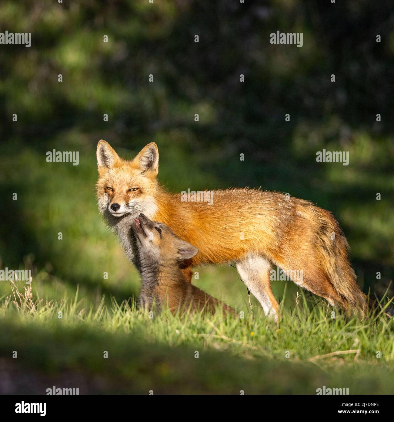 Renard roux adulte (vulpes vulpes) avec progéniture Colorado, États-Unis Banque D'Images