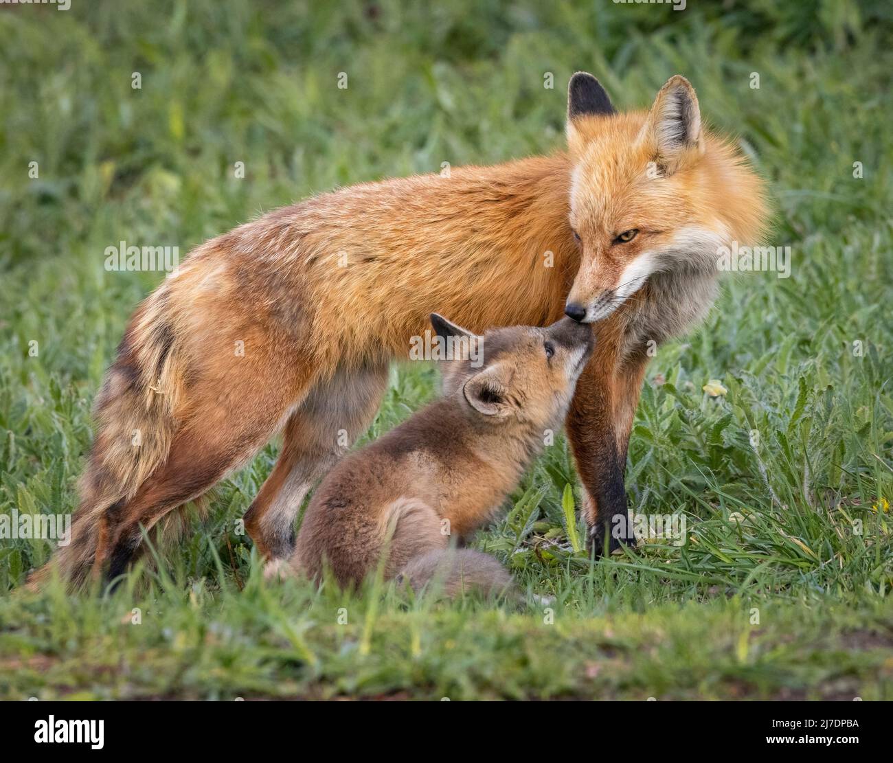 Renard roux adulte (vulpes vulpes) avec progéniture Colorado, États-Unis Banque D'Images