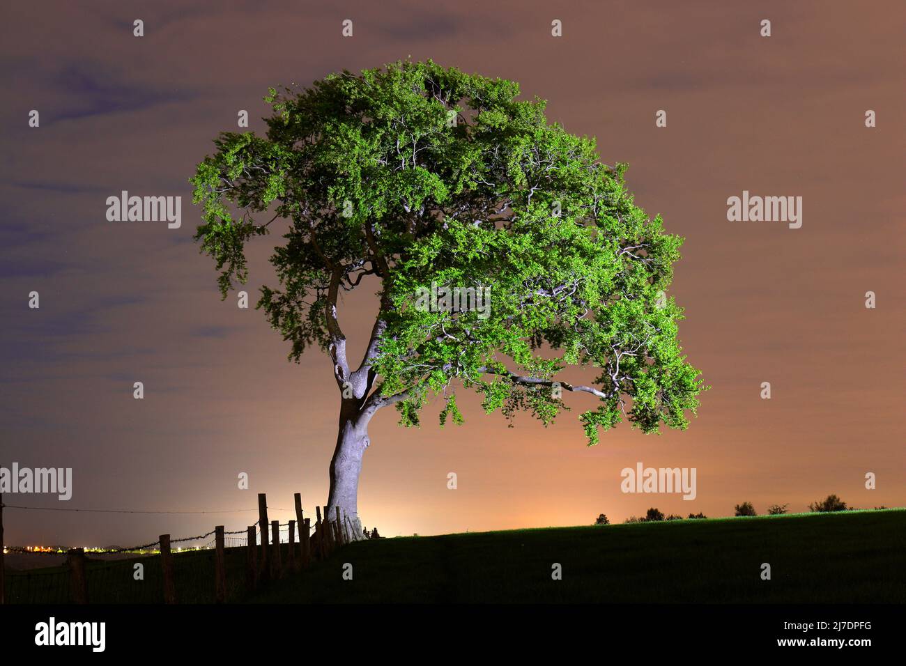 Un arbre solitaire dans un champ de fermiers illuminé par la torchlight Banque D'Images