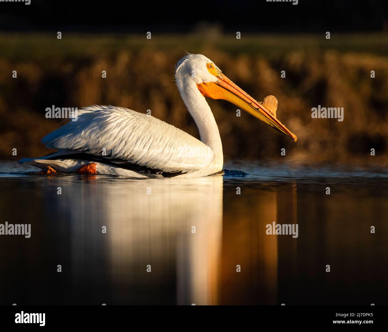 Pélican blanc américain (Pelecanus erythrorhynchos) nageant sur l'étang en lumière du soleil du matin Colorado, États-Unis Banque D'Images