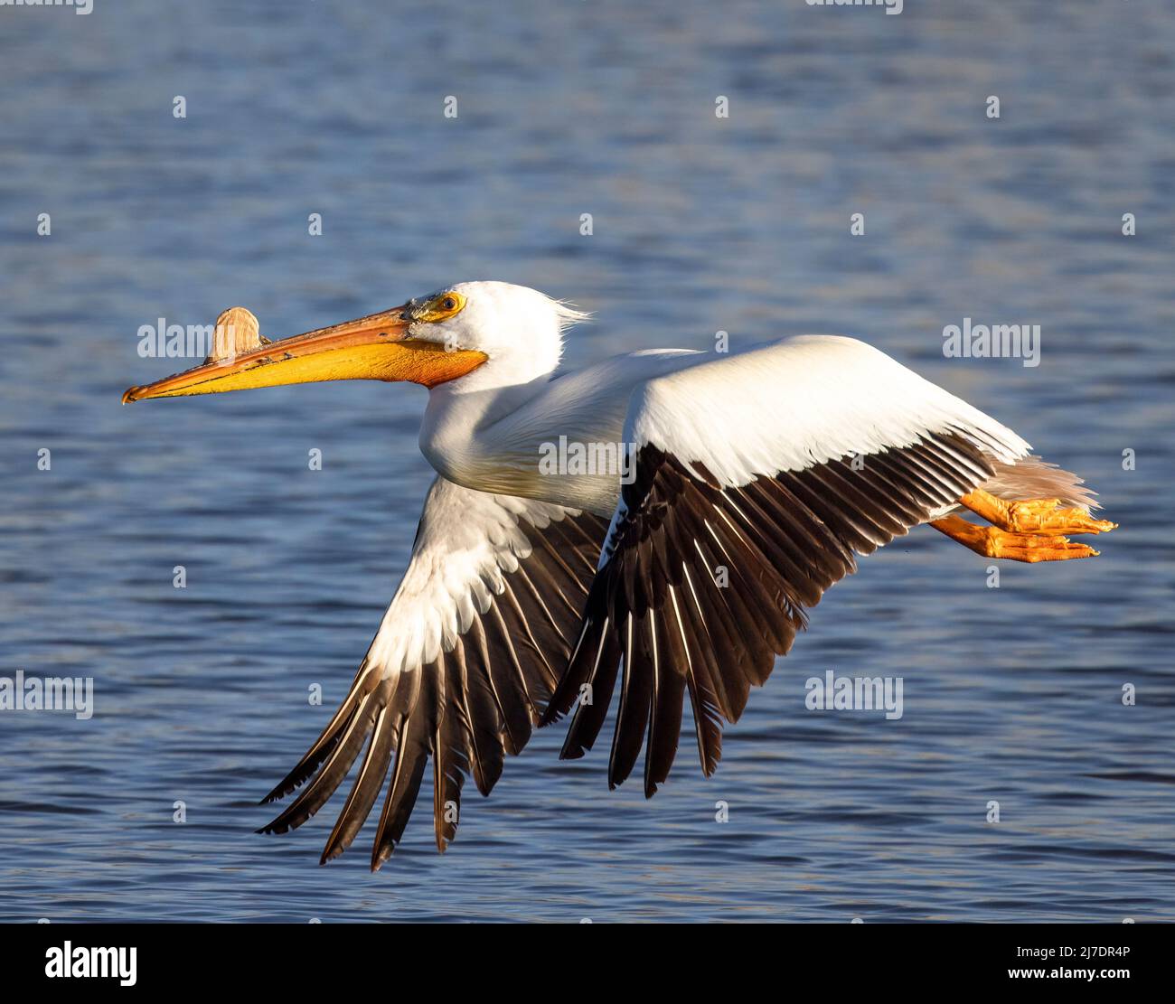 Pélican blanc américain (Pelecanus erythrorhynchos) en vol au-dessus de l'eau dans le soleil du matin Colorado, États-Unis Banque D'Images