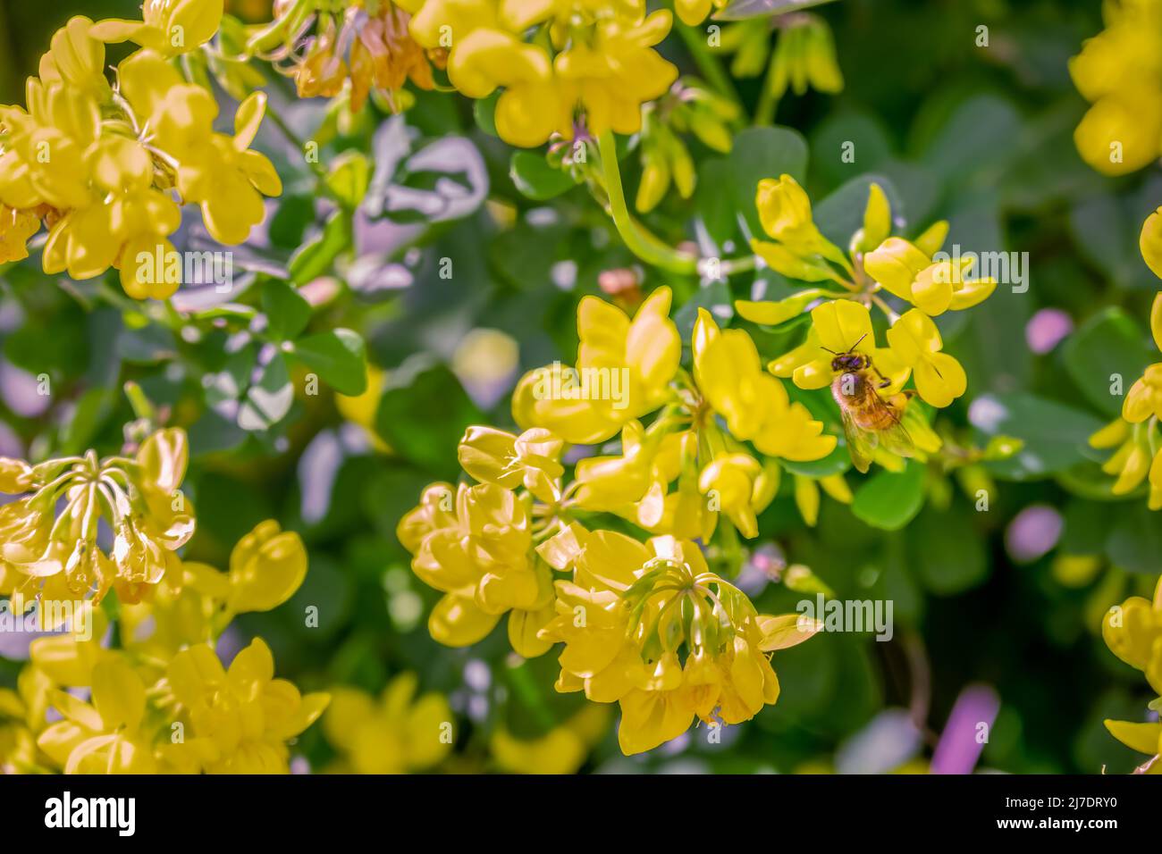 Abeille sur une fleur jaune de la couronne de montagne vetch ou Coronilla coronata L. Banque D'Images