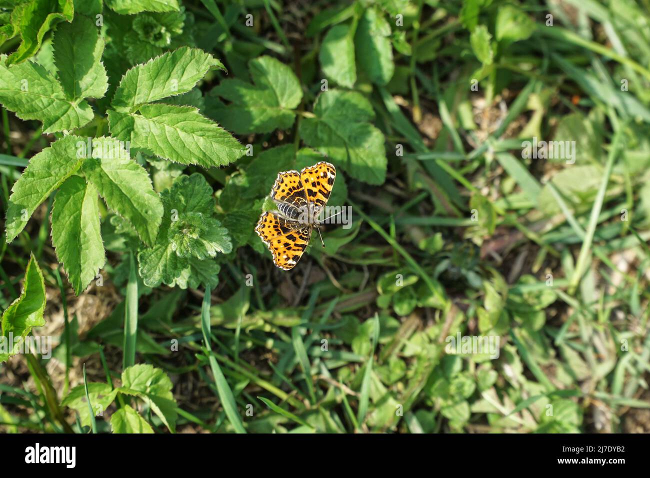 Carte orange brune papillon (Araschnia levana) dans son environnement naturel début du printemps. Europe, Pologne, Podlachia. Banque D'Images