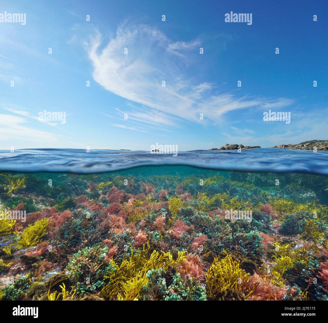 Paysage marin, algues colorées sous l'eau et ciel bleu avec nuage, vue sur et sous la surface de l'eau, océan Atlantique Banque D'Images