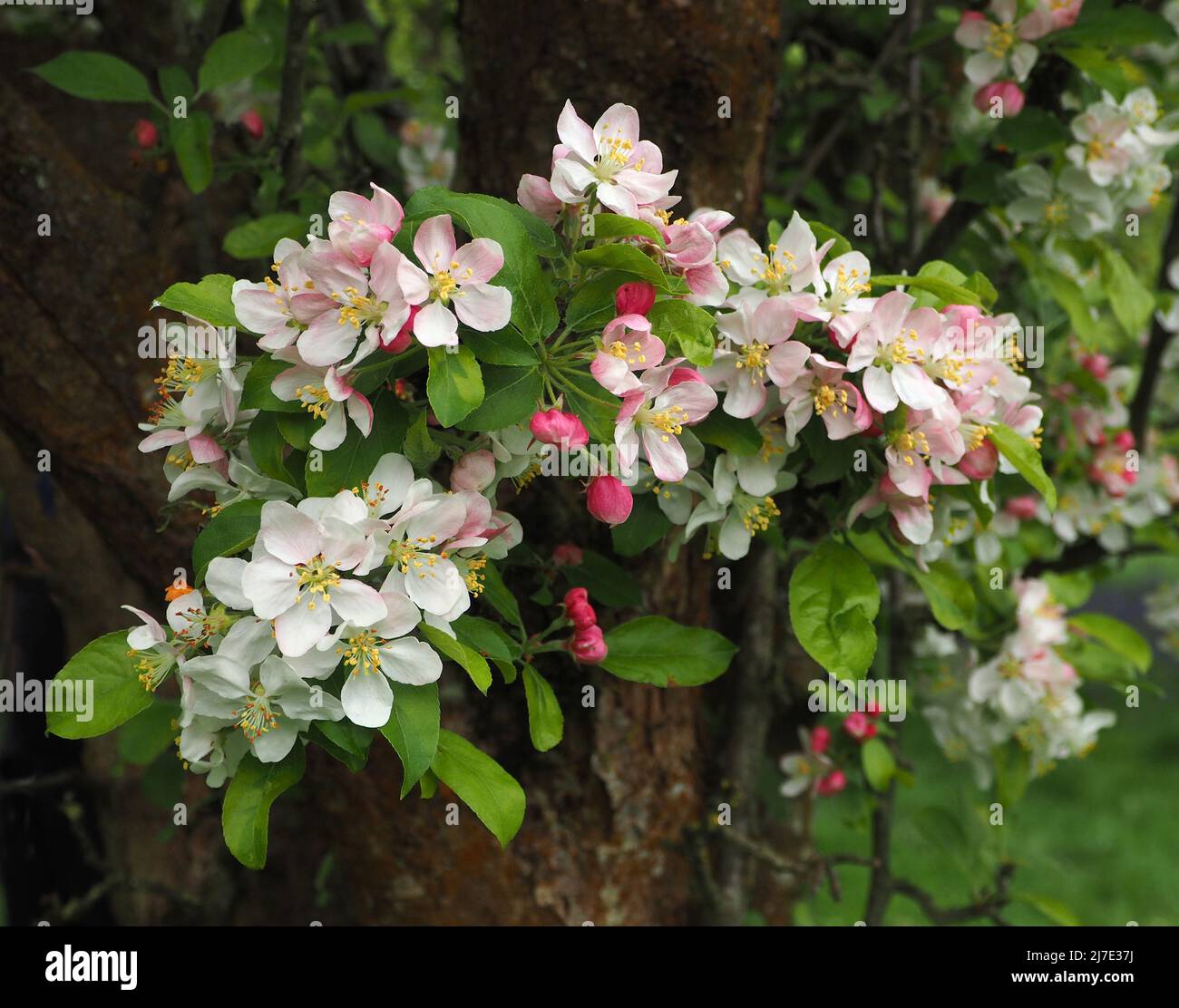 Les belles fleurs de crabe pommier fleurissent au début du mois de mai. Les bourgeons commencent par un rose profond et s'estompent en blanc lorsque la fleur s'ouvre. Banque D'Images