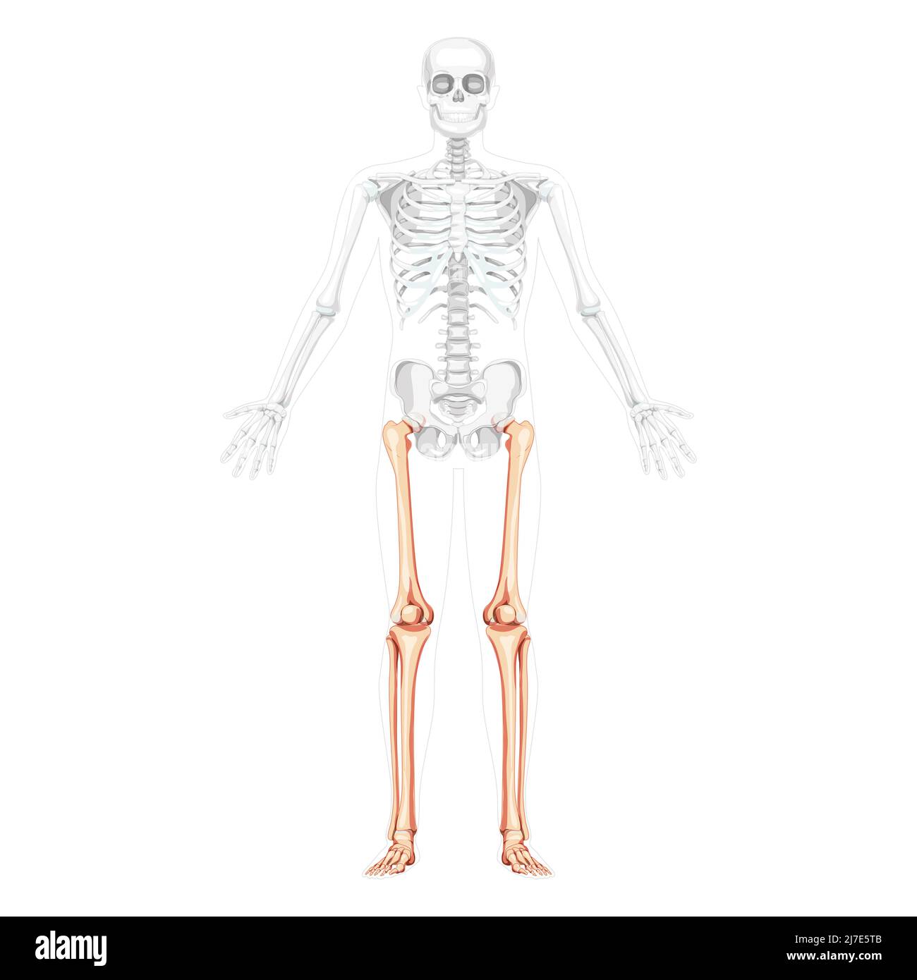 Squelette cuisses et jambes membre inférieur vue avant humaine avec position des os partiellement transparente. Forme anatomique correcte de péroné, tibia, pied concept plat réaliste Illustration vectorielle de l'anatomie isolée Illustration de Vecteur