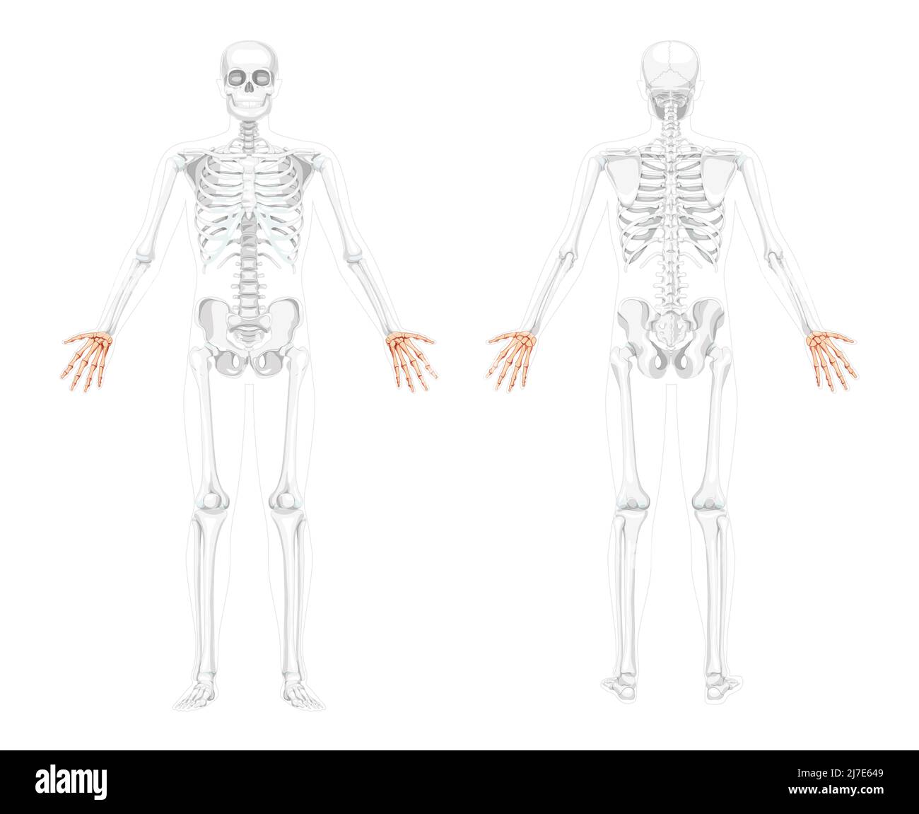 Mains squelette vue arrière avant humaine avec deux poses de bras avec une position d'os partiellement transparente. Charpels, poignet 3D concept plat réaliste Illustration vectorielle de l'anatomie isolée sur fond blanc Illustration de Vecteur