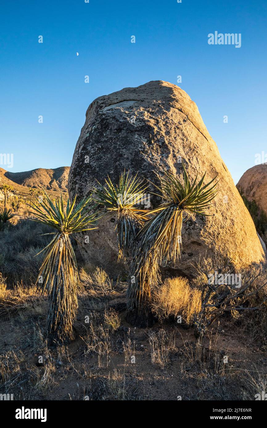 Mojave yucca au coucher du soleil avec une demi-lune dans le ciel dans le parc national de Joshua Tree. Banque D'Images